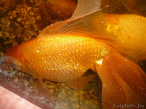 Продается золотая рыбка - Изображение #2, Объявление #36570