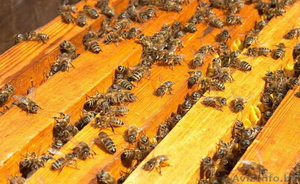 Улья с молодыми пчелами - Изображение #1, Объявление #28085