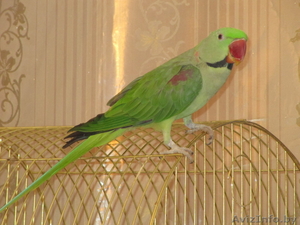 Александрийский попугай - Изображение #1, Объявление #59835