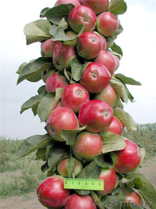 Саженцы плодовых деревьев в Минске - Изображение #1, Объявление #57673