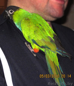 Продам попугая Нандая или Черноголовый аратинга - Изображение #1, Объявление #50789