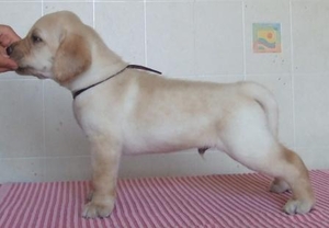 Очаровательные щенки лабрадора с отличной родословной #66378