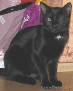 Пропала черная кошка с 1 глазиком! - Изображение #1, Объявление #79867