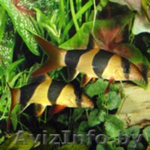 Рыбки аквариумные - Изображение #2, Объявление #77517