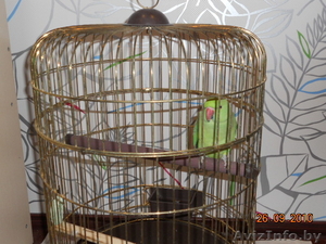 Ожереловый попугай - Изображение #2, Объявление #86741