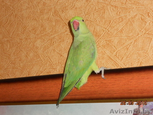 Ожереловый попугай - Изображение #1, Объявление #86741