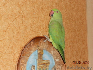 Ожереловый попугай - Изображение #3, Объявление #86741
