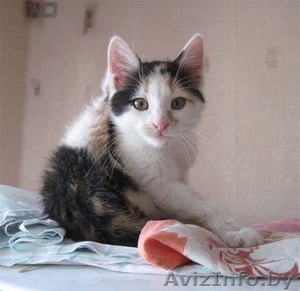 Трехцветный котенок-девочка, 3 мес. – В ДАР - на удачу и счастье - Изображение #2, Объявление #85150