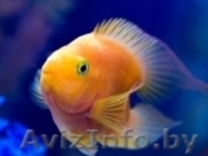 Рыбки аквариумные - Изображение #3, Объявление #77517