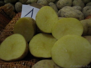 картофель из Польши - Изображение #1, Объявление #79085