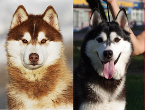 Щенки Сибирских  хаски в Беларуси!!!