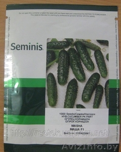 Подаю семена  SEMINIS - Изображение #1, Объявление #102306