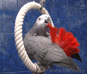 попугай большой продается  есть разные ,говорящие и ручные - Изображение #1, Объявление #98952