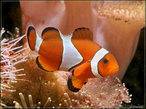 рыбка-клоун - анемоновая (две штуки) - Изображение #1, Объявление #89972