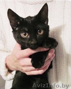 Черный котенок 3,5 мес., В ДАР - Изображение #1, Объявление #87724
