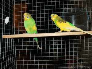 волнистые попугаи - Изображение #2, Объявление #107006