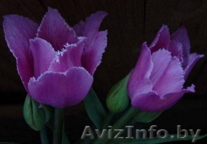 Продажа тюльпанов, лилий, геоцинтов, крокусов в Беларуси оптом и в розницу. - Изображение #2, Объявление #111180