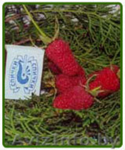 саженцы малины крупноплодной бесшипной, клубника, декоративные растения - Изображение #2, Объявление #135072