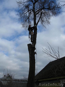 Удалить дерево Минск,Беларусь. - Изображение #1, Объявление #136670