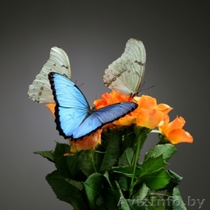 бабочки в подарок. - Изображение #2, Объявление #149478