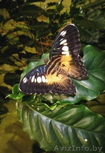 Живые тропические бабочки в подарок. - Изображение #1, Объявление #149473