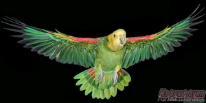 продам попугая ,жако амазон,какаду,ара ,эклектус - Изображение #1, Объявление #185261