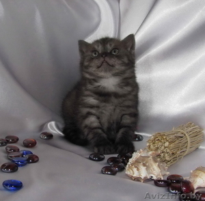 Шотландские вислоухие котята (скоттиш фолд и страйт)