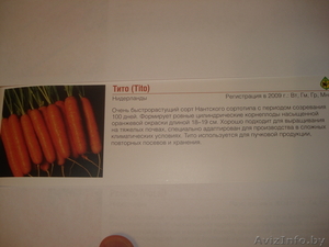 Продам семена Нантской моркови сорта ТИТО - Изображение #2, Объявление #249833