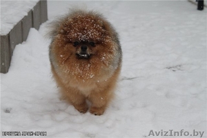 Племенной питомник GOLD BABY предлагает щенка померанского шпица