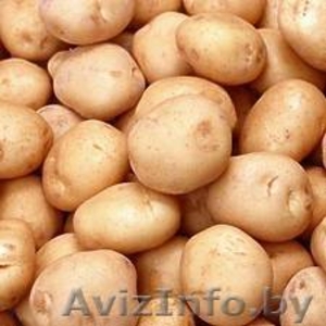 Продам картофель большой и семянку! - Изображение #1, Объявление #260477