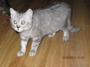 кот ищет хозяина