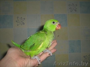 попугай ожереловый птенцы - Изображение #4, Объявление #267404