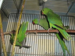 попугай ожереловый птенцы - Изображение #2, Объявление #267404