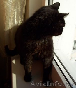 Кошка НИКИЯ – жгучая брюнетка - Изображение #2, Объявление #279496