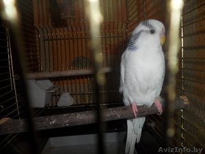 продам волнистого попугая                  - Изображение #2, Объявление #269957