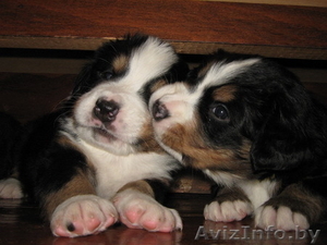  щенки Бернского Зенненхунда