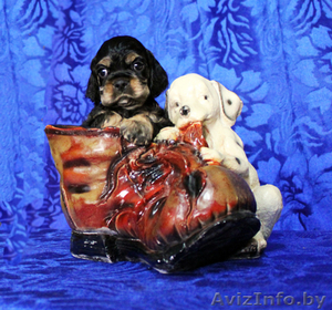 Американского кокер спаниеля щенки**