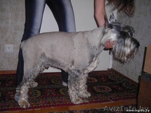 Миттелья кобель найден