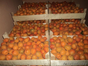 Персики, абрикосы,нектарин,вишня,слива со склада в Сербии - Изображение #2, Объявление #309670