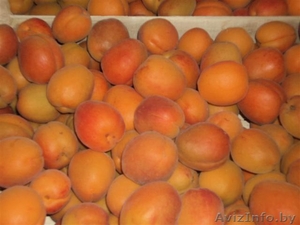 Персики, абрикосы,нектарин,вишня,слива со склада в Сербии - Изображение #1, Объявление #309670