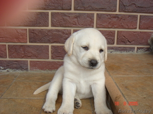 лучшие щенки лобрадора