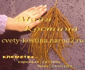 Крупноцветковые клематисы в Мнске и почтой по Беларуси - Изображение #2, Объявление #297535