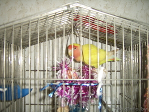 продам попугая неразлучника - Изображение #1, Объявление #301895