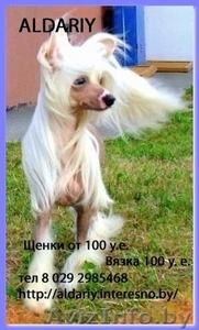 Перспективный кобель щенок китайской хохлатой собаки