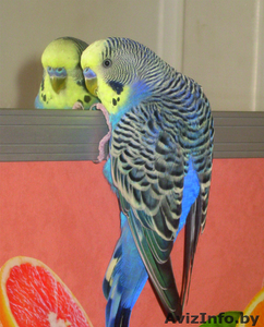волнистый попугайчик,самец - Изображение #1, Объявление #313660