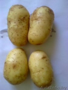 Свежие овощи из Австрии