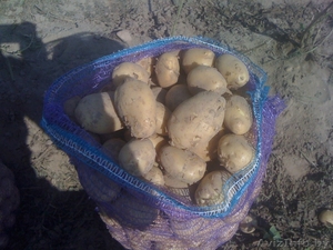 Экспериментальная База Натальевск реализует картофель урожая 2011 года - Изображение #2, Объявление #349575