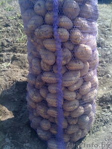 Экспериментальная База Натальевск реализует картофель урожая 2011 года - Изображение #3, Объявление #349575