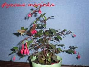 комнатные растения Курасовщина - Изображение #2, Объявление #340173