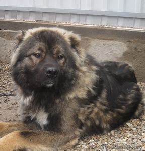 Кавказскую овчарку - отличный сторож!